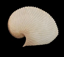 Sea shells Argonauta argo 182.3mm. Aquarium Decoration Products