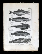 1789 Bonnaterre Print  Pollock - Ling Fish - Oyster Toadfish - Burbot Loche Cod
