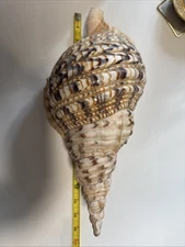 Giant Rare Triton Trumpet Charonia Tritonis Specimen Shell 14 Inches Long