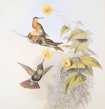 Gould BRAZILIAN RUBY Hummingbirds Vintage Bird Art Print Bookplate 249