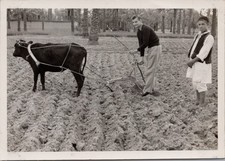 1954 Photo Plowing Fields Tripoli Libya Ox & Traditional Farmer, Western Visitor
