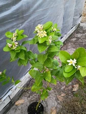 Meyer lemon Tree In 1 Gallon Pot Blooming