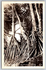 Vintage Postcard HI Hala Trees RPPC Real Photo Black and White