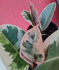 Ficus - Ficus Elastica 'Tineke" - Variegated Rubber Tree