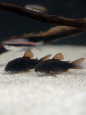 10x Black Venezuelan Corydoras 1-1.5 USA HOBBYIST BRED