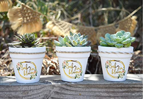 2,5 Zoll Sukkulenten Töpfe 20 Stück weiß klein Tontöpfe weiß terrakotta Keramik - Bild 7 von 8