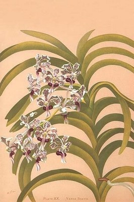 Vanda Suavis Henry George Moon Poster Print