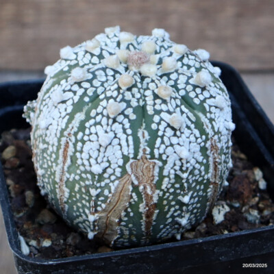 A4469 ASTROPHYTUM SUPERKABUTO "V" TYPE pot9-H6-W7 cm MaMa Cactus | eBay