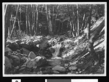 Mill Creek Canyon in Redlands showing a small stream 1900 California Old Photo