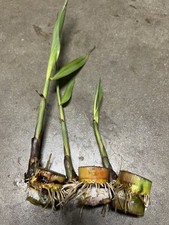 3 pcs Sugarcane Cutting Sweet Tropical Live Plant Ready To Plant