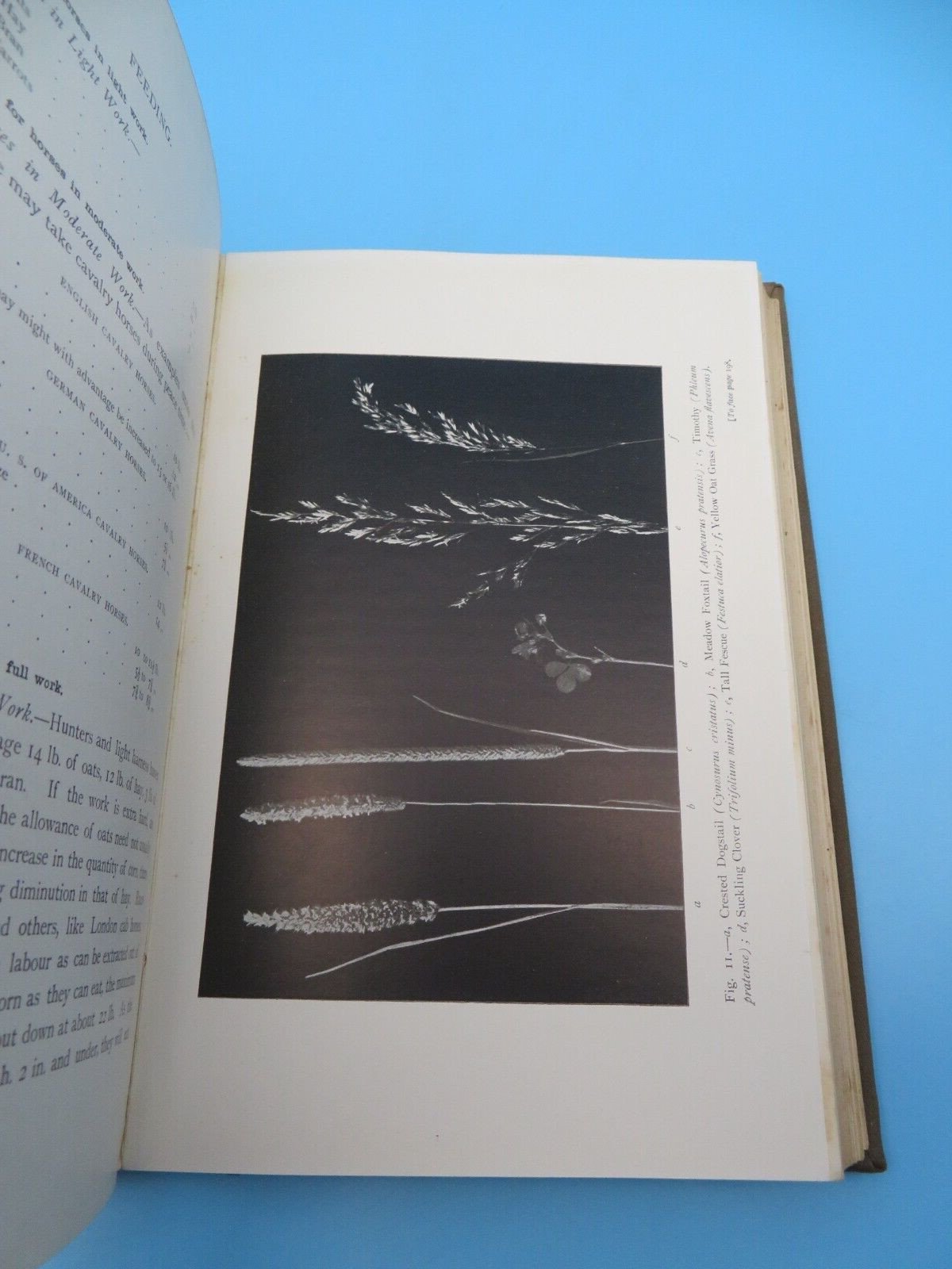 Stable Management And Exercise M Horace Hayes HB 2nd Ed 1909 Hurst And Blackett