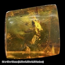 Rare Mexican Amber Fossil with Insects Miocene Chiapas Genuine Amber Inclusion