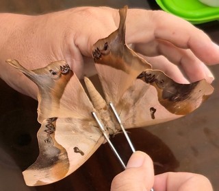 405 Saturnidae