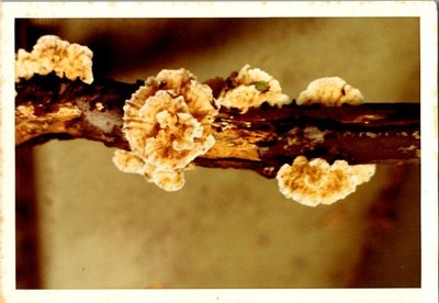 1950s Kodak Color Print Botanical Study of Bracket Fungus Specimen Polypore