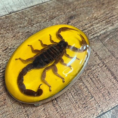 New Women Men Silver Metal Western Belt Buckle REAL Scorpion cowgirl cowboy - Picture 70 of 75
