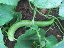 Yamato Sanjaku Cucumber Seeds (25+ Seeds)