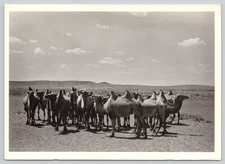 Postcard Bactrian Camel Herd in Mongolia's Gobi Region Camelus ferus