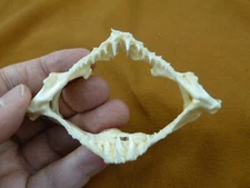 SJ490-25) JAPANESE WOBBEGONG shark jaw 6" wide sharks GORDON HUBBELL orectolobus