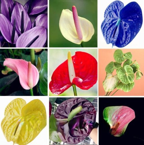 1 Pack 200 Mixed Color Anthurium Seeds Rare Anthurium Plantas Garden Flowers - Picture 1 of 2