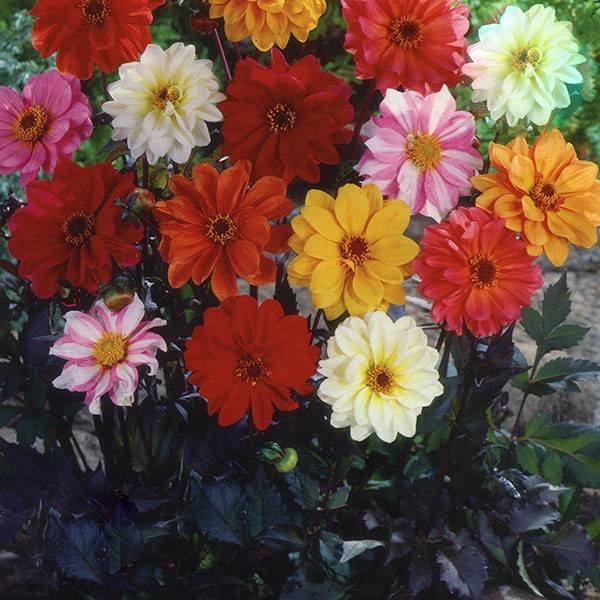 FLOWER DAHLIA RED SKIN MIXED  2 GRAM ~ APPROX 220 FINEST SEEDS