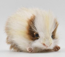 BH5300 HANSA Guinea Pig 15