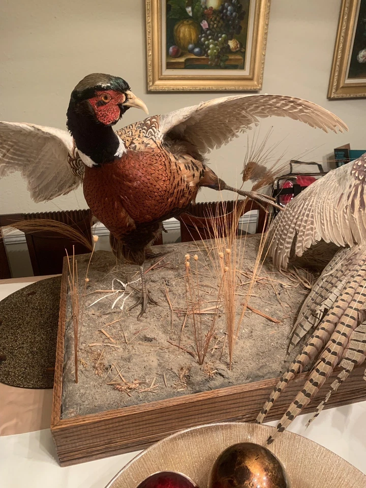 Montaje de taxidermia faisán vintage de 2 de pie sobre una base de aspecto real Foto 2 de 4