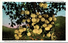 Grapefruit Cluster Lower Rio Grande Valley Texas TX Unposted Postcard E29