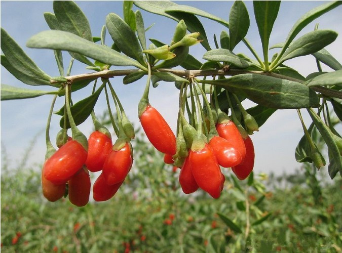 New Dried Goji Berries 250g Nespera Organic Wolfberry Chinese Gouqi Herbal Tea