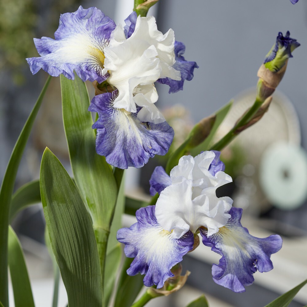 T&M Iris Germanica Duo Bearded Iris Plants Rose de Perse & Miles Ahead