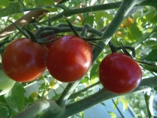 Ambrosia Red cherry tomato - super sweet and productive 