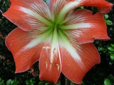 1 Amaryllis  bulb Sunny Day Hippeastrum Plant 12-14 cm circumference hybrid