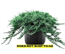 Blue Rug Juniper Shrub Live Plant Groundcover 2 In - 1 Gal Pot 2"- 24" Spread