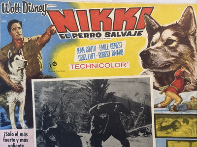 VTG WALT DISNEY NIKKI WILD DOG OF THE NORTH SPANISH LNG MEXICO LOBBY CARD 1960s