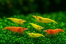10 Yellow 10 Orange Live Freshwater Shrimps Live Guarantee USA Seller