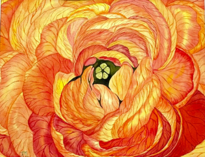 PAINTING WATERCOLOR 11X14 MAT 16X20 FLOWER RANUNCULUS ORANGE YELLOW ORIGINAL ART