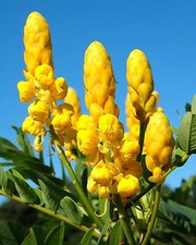 Cassia alata, Candlestick Bush, King of The Forest, Candle Tree