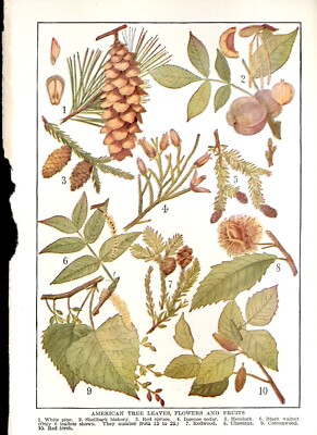 Illustration American Tree Leaves , Flowers and Fruits 1929