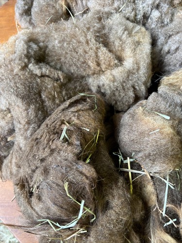 Icelandic fleece Really NICE, Raw unwashed, unskirted, 2.1 lbs - Picture 11 of 12