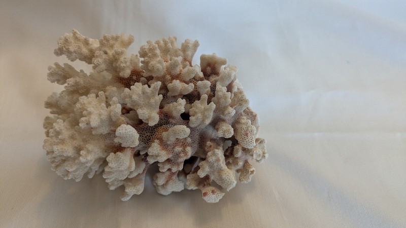 Natural White And Pink Lace Coral Cluster Pocillopora 5"
