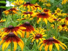 470 SEEDS - daisy GLORIOSA PERENNIAL FLOWER GroCo USA - BUY 15-SHIPS FREE