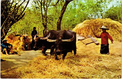 CPM AK Ayudhya seperating the rice from Rice-Husks THAILAND (1441784)