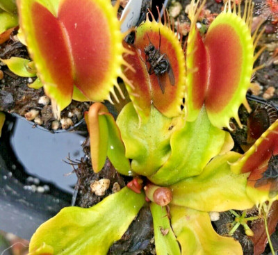 Venus Flytrap SD Kronos Dionaea Muscipula GROWS HUGE