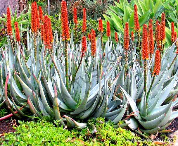 aloe vera as aftershave All-Natural Aftershave Gel