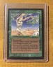 Magic The Gathering ✨SHANODIN DRYADS✨ Collectors' Edition NM/MINT 1993 NP