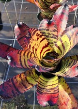 Bromeliad - Neoregelia Tiger 6" pot - Live Plant