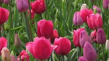 10 Pink & Purple Mixed Hybrid Tulip bulbs~Large Bloom~Naturalize **PRE-CHILLED
