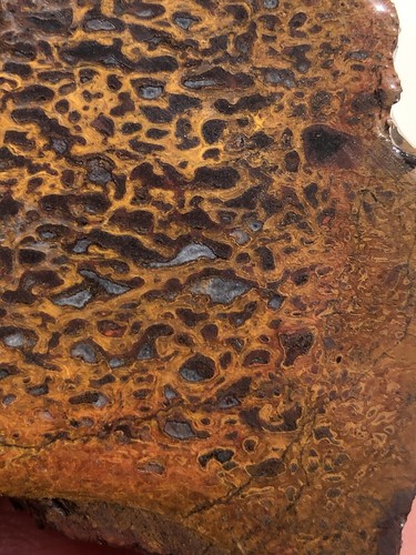 Agatized Dinosaur Gembone Slab Rough Lapidary Cabbing Fossil Dino Gem Agate Bone - 第 13/22 張圖片