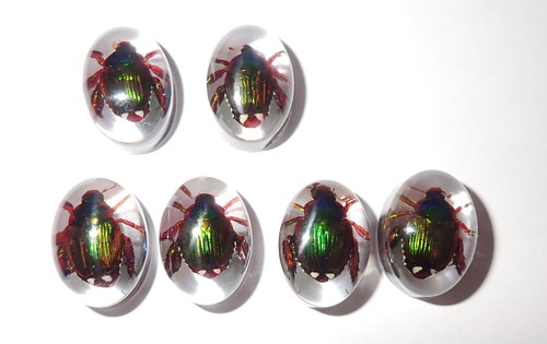 Insect Cabochon Oval 12x18 mm Golden Cockchafer Beetle Clear 2 pieces Lot - Picture 17 of 19