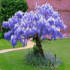 5 Chinese Blue Wisteria sinensis Tree Seeds Fast Climber Flower Vine Hardy Plant