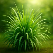 🌿 200+ LEMONGRASS SEEDS | MOSQUITO REPELLENT | HEIRLOOM LEMON GRASS | NON-GMO